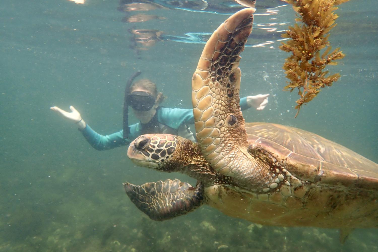 一名<a href='http://fnc4.safarinautique.com'>bv伟德ios下载</a>学生在Galápagos群岛游学途中与一只巨龟游泳.